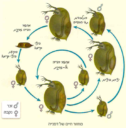 (בספר תרשים)